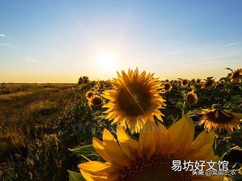 三伏天即将开启,农村老人说三伏天不能做四件事,都是哪些事呢?