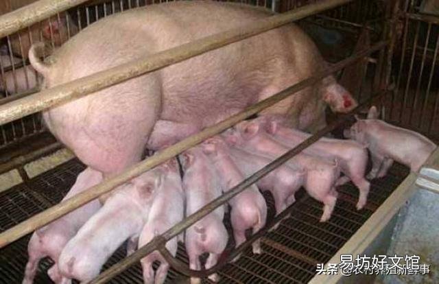 日前,农业相关部门解除了25省的非洲猪瘟疫情,疫情的解除对生猪后市场有什么影响?