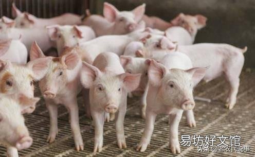日前,农业相关部门解除了25省的非洲猪瘟疫情,疫情的解除对生猪后市场有什么影响?