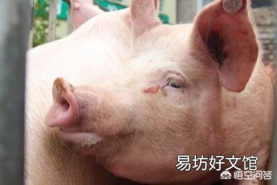 日前,农业相关部门解除了25省的非洲猪瘟疫情,疫情的解除对生猪后市场有什么影响?