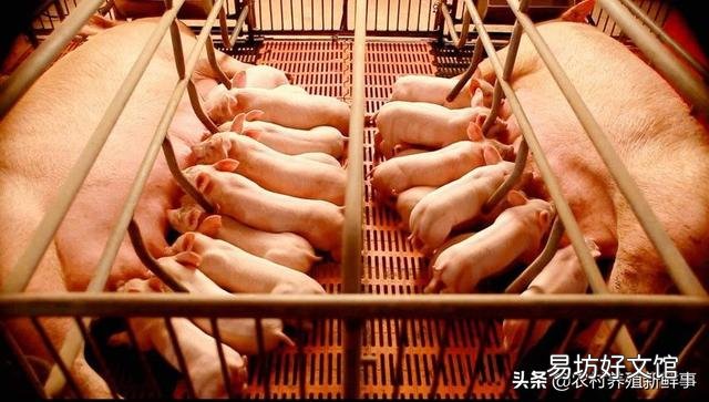 日前,农业相关部门解除了25省的非洲猪瘟疫情,疫情的解除对生猪后市场有什么影响?