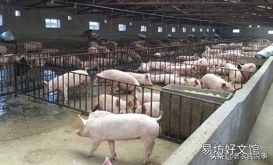 日前,农业相关部门解除了25省的非洲猪瘟疫情,疫情的解除对生猪后市场有什么影响?
