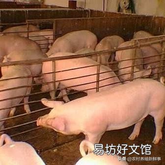 日前,农业相关部门解除了25省的非洲猪瘟疫情,疫情的解除对生猪后市场有什么影响?