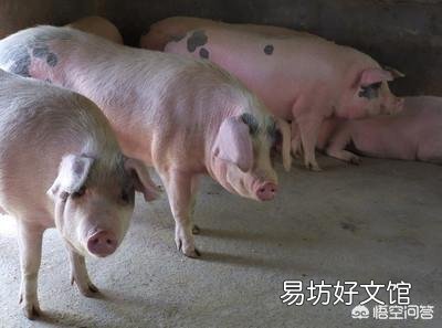 日前,农业相关部门解除了25省的非洲猪瘟疫情,疫情的解除对生猪后市场有什么影响?