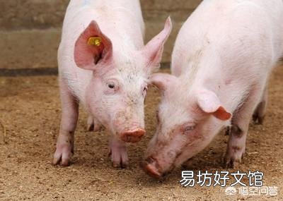日前,农业相关部门解除了25省的非洲猪瘟疫情,疫情的解除对生猪后市场有什么影响?