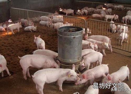 2019年7月3日，东北猪价再次上演“下跌潮”，会带领全国猪价再次走低吗？