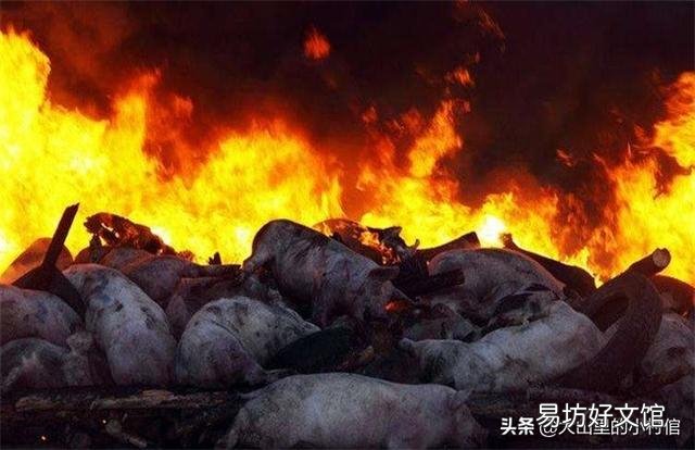 家里猪发了非洲猪瘟怎样处理?