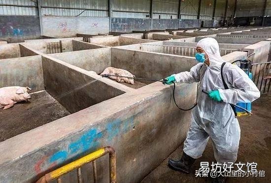 家里猪发了非洲猪瘟怎样处理?