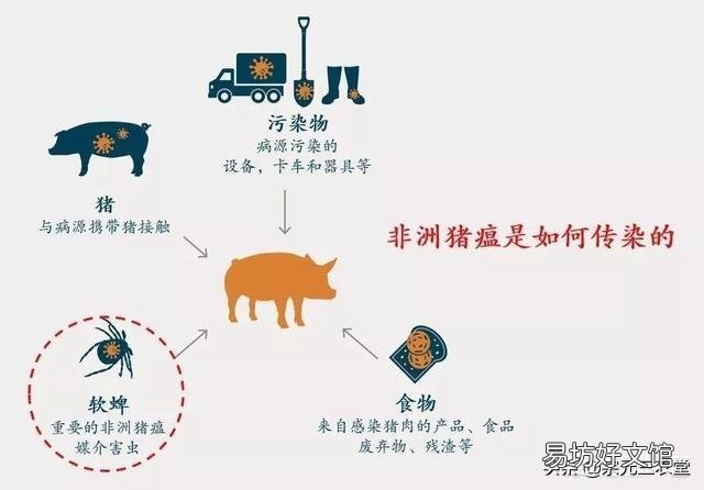 家里猪发了非洲猪瘟怎样处理?