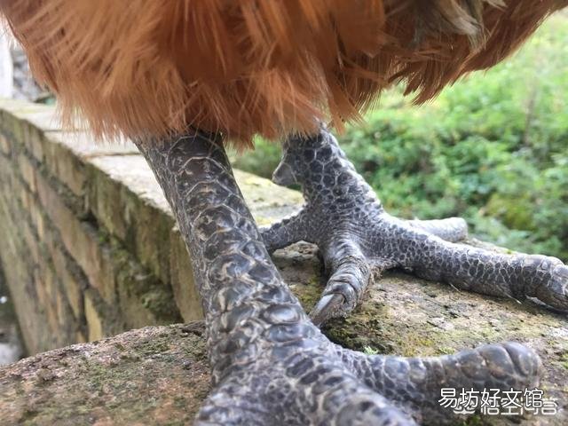 今年猪不好养了,养鸡效益怎么样?目前养了五千只,现在行情什么样子?