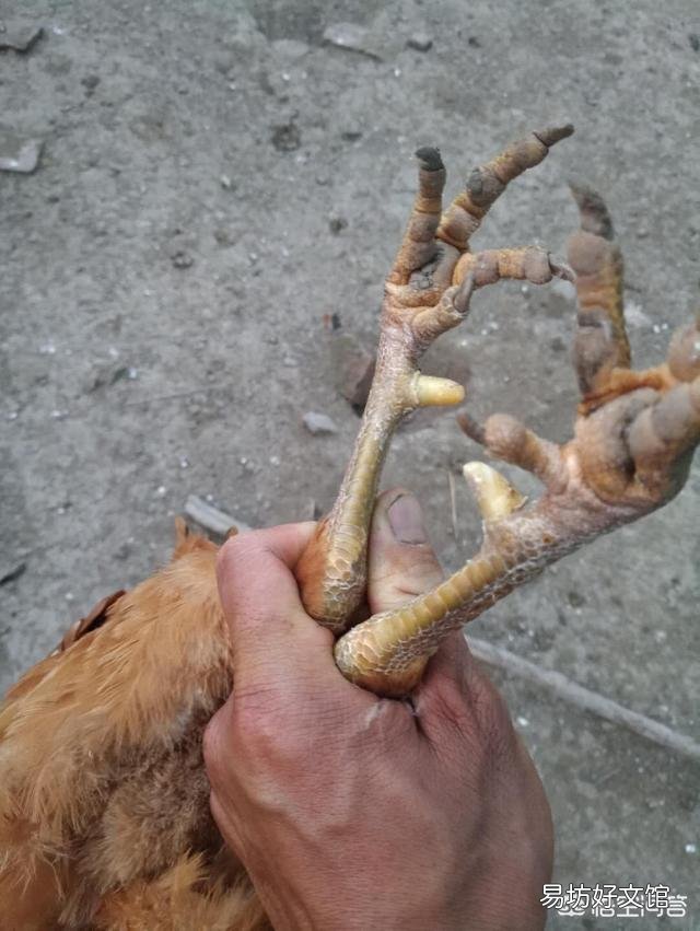 今年猪不好养了,养鸡效益怎么样?目前养了五千只,现在行情什么样子?