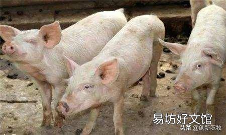 母猪38一39度,皮肤红,呕吐不吃食,尿发红,是非洲猪瘟吗?