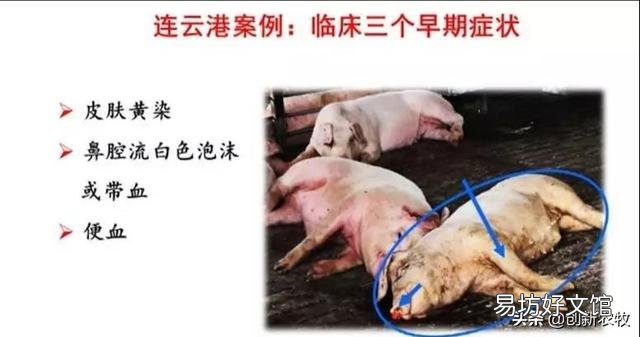 母猪38一39度,皮肤红,呕吐不吃食,尿发红,是非洲猪瘟吗?