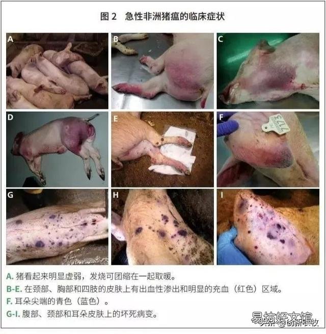 母猪38一39度,皮肤红,呕吐不吃食,尿发红,是非洲猪瘟吗?