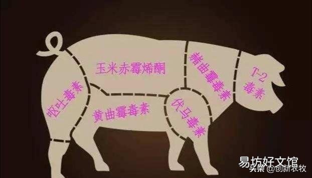 母猪38一39度,皮肤红,呕吐不吃食,尿发红,是非洲猪瘟吗?