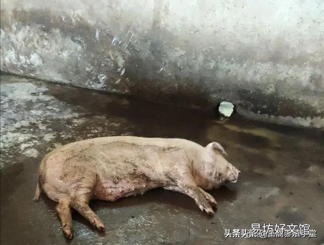 散养户非洲猪瘟扑杀后,养殖场还能不能复养?国家政策是怎么规定的?