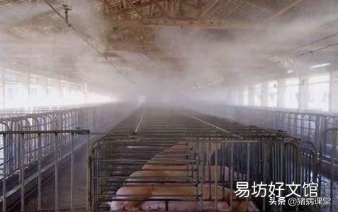 散养户非洲猪瘟扑杀后,养殖场还能不能复养?国家政策是怎么规定的?