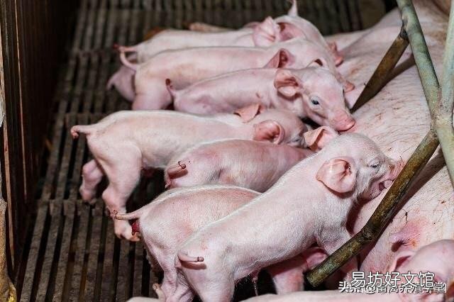 散养户非洲猪瘟扑杀后,养殖场还能不能复养?国家政策是怎么规定的?