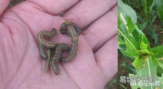 草地贪夜蛾很可怕吗?会对农作物产生什么危害?