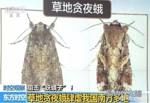草地贪夜蛾很可怕吗?会对农作物产生什么危害?