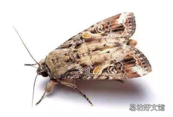 草地贪夜蛾很可怕吗?会对农作物产生什么危害?