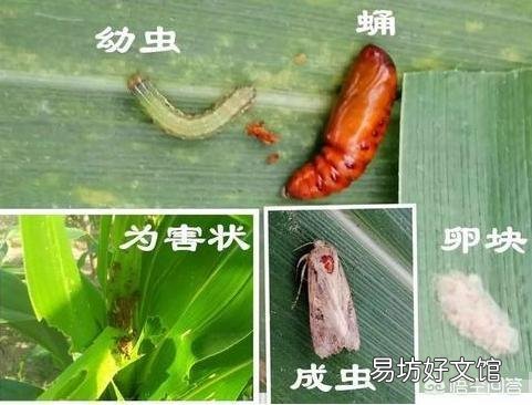 草地贪夜蛾很可怕吗?会对农作物产生什么危害?