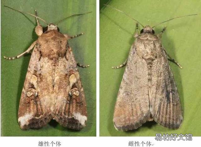 草地贪夜蛾很可怕吗?会对农作物产生什么危害?