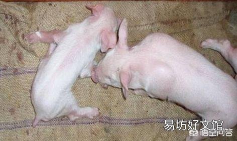 怀孕两个月的母猪能打伪狂犬疫苗吗?