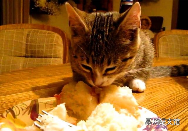猫能吃蛋糕吗(猫能吃蛋糕吗没有奶油)