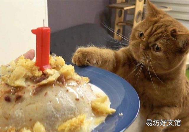 猫能吃蛋糕吗(猫能吃蛋糕吗没有奶油)