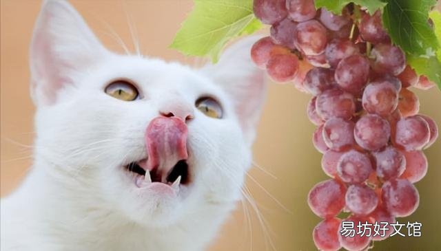 猫能吃水果吗(宠物猫能吃水果吗)