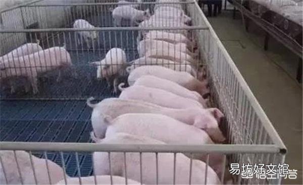 如何通过猪尿来判断猪病?