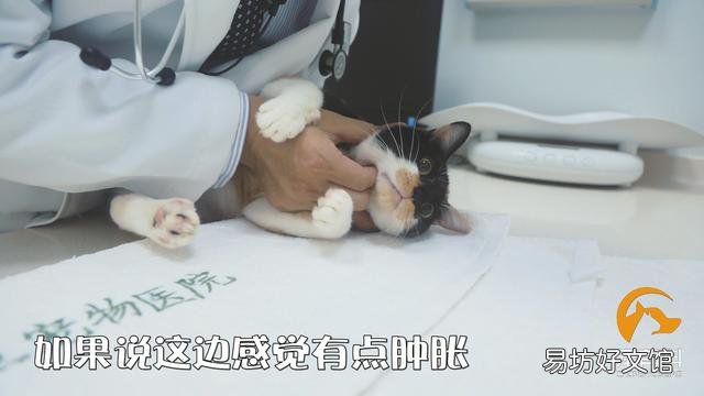 幼猫打喷嚏怎么回事(幼猫打喷嚏眼睛有眼屎)