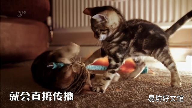 幼猫打喷嚏怎么回事(幼猫打喷嚏眼睛有眼屎)