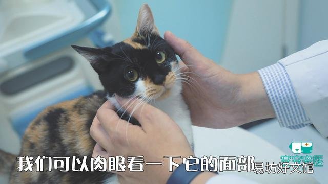 幼猫打喷嚏怎么回事(幼猫打喷嚏眼睛有眼屎)