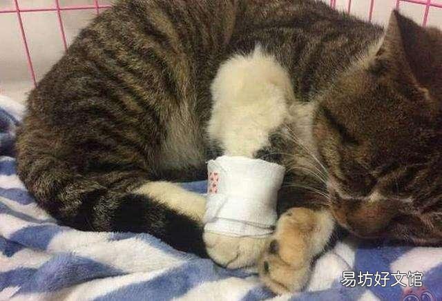 猫咕噜咕噜代表什么意思(猫咕噜咕噜叫怎么回事)