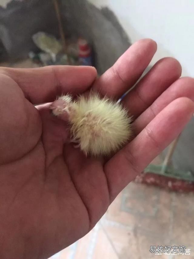 手头了有20万左右,想回农村搞养殖,有什么推荐的吗?