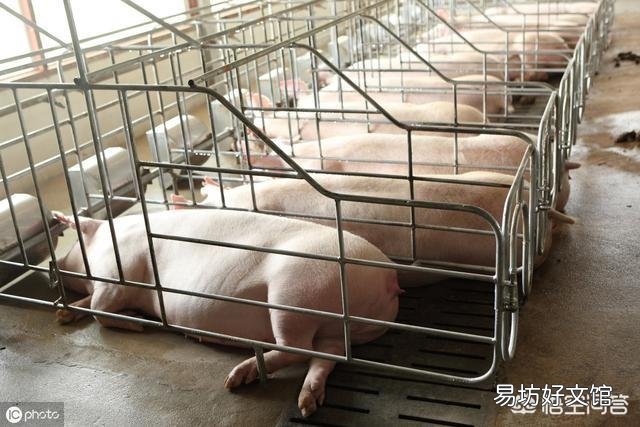 6月18猪价多地突破9元,月底是不是能破10呢?现在能不能大量补栏呢?