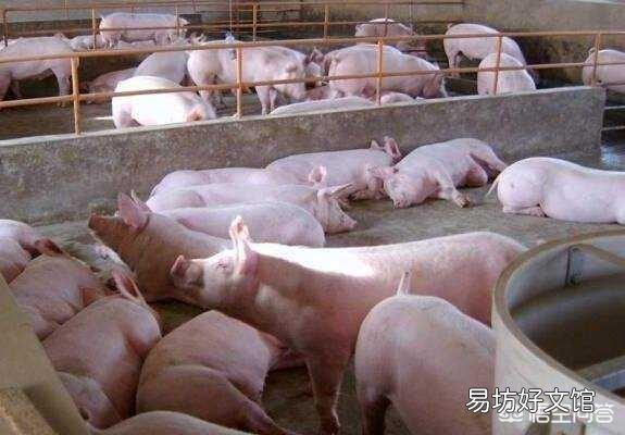 6月18猪价多地突破9元,月底是不是能破10呢?现在能不能大量补栏呢?