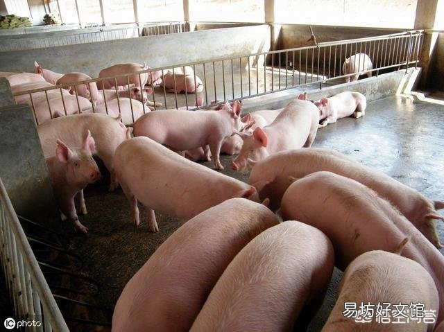 6月18猪价多地突破9元,月底是不是能破10呢?现在能不能大量补栏呢?