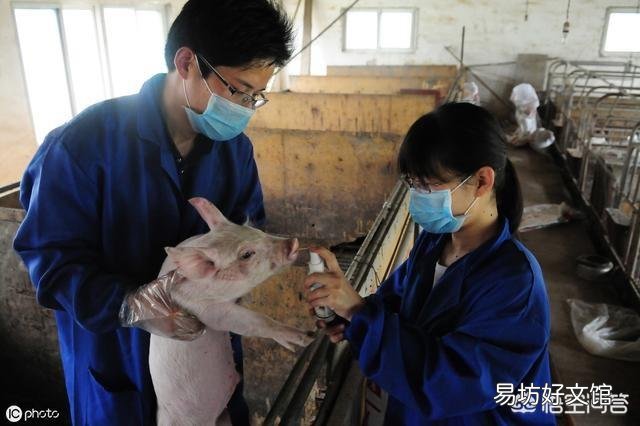 养殖场猪仔一直腹泻,是什么原因造成的?