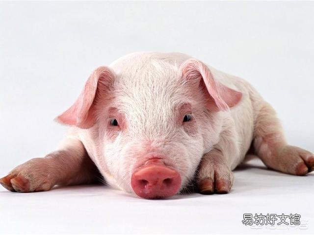 养殖场猪仔一直腹泻,是什么原因造成的?