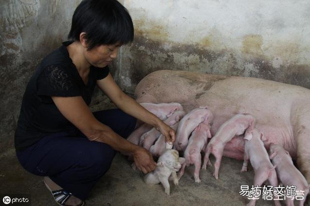 养殖场猪仔一直腹泻,是什么原因造成的?