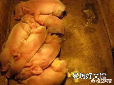养殖场猪仔一直腹泻,是什么原因造成的?