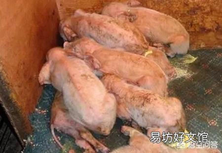 养殖场猪仔一直腹泻,是什么原因造成的?