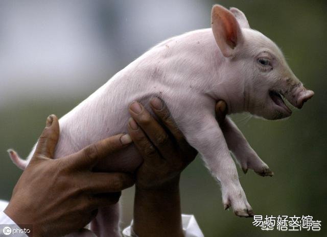 养殖场猪仔一直腹泻,是什么原因造成的?