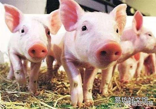 养殖场猪仔一直腹泻,是什么原因造成的?