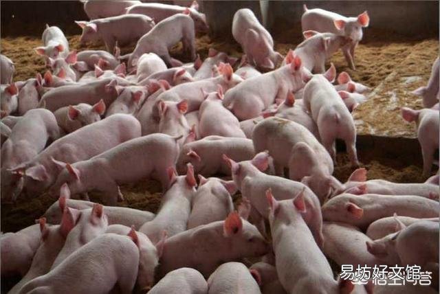 6月17日猪价继续大涨,有人说生猪行情已经“开挂”,你是怎么认为的?现在会大涨吗?