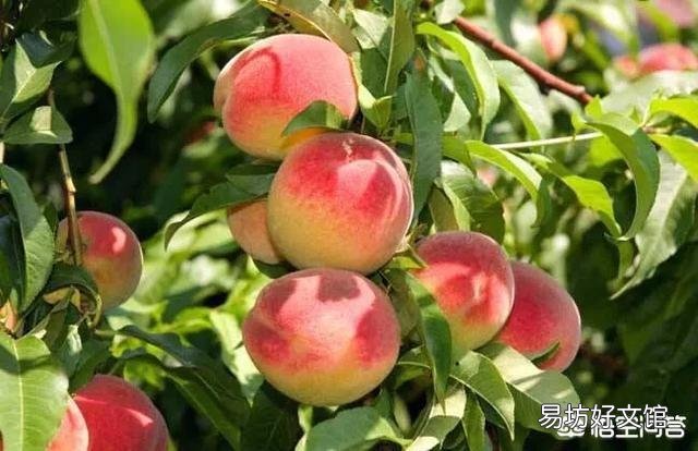 今年桃子上市价格比去年贵多了，为啥果农却说不赚钱呢？为啥呢？