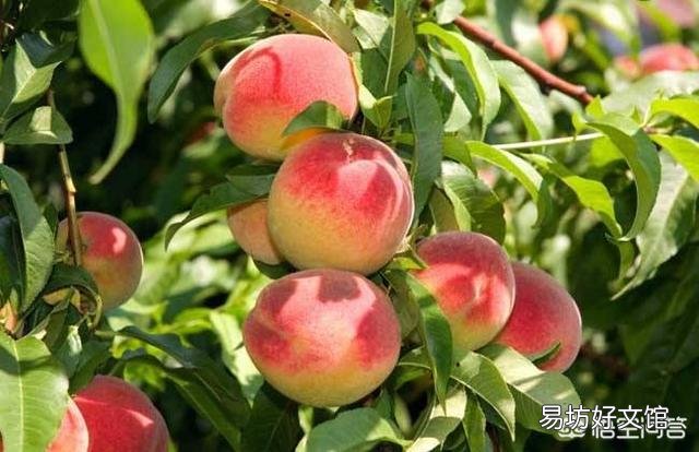 今年桃子上市价格比去年贵多了，为啥果农却说不赚钱呢？为啥呢？